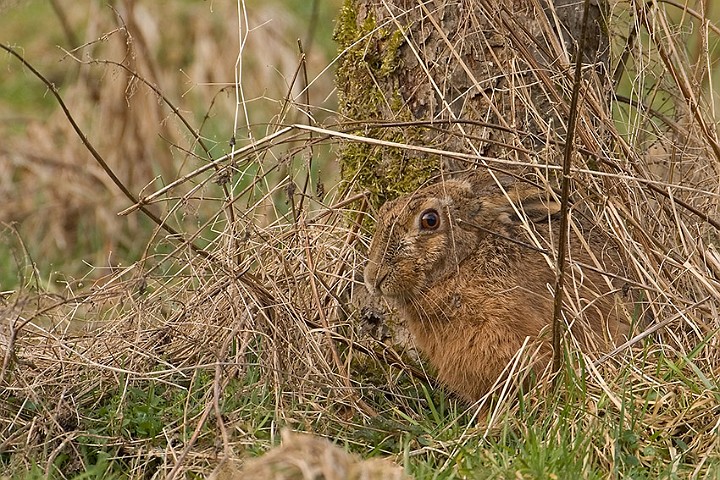 Wildkaninchen